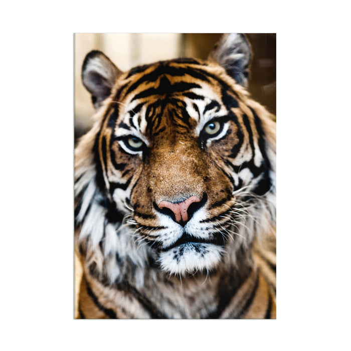 Tiger - Acrylic Wall Art Poster Print