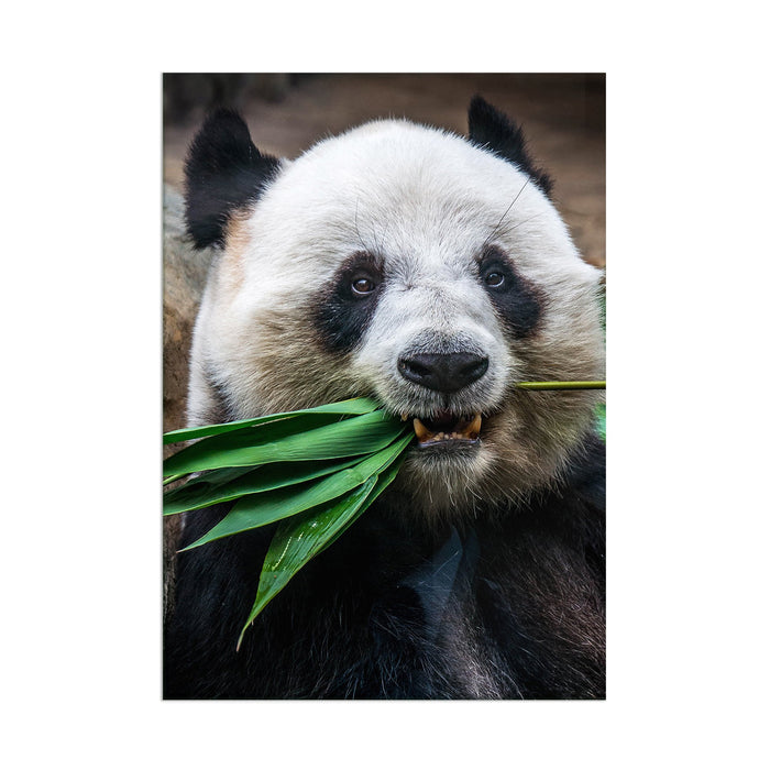Panda - Acrylic Wall Art Poster Print