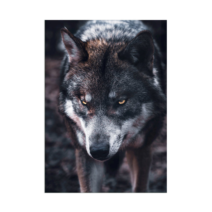 Wolf - Acrylic Wall Art Poster Print