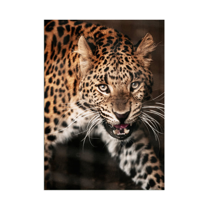 Jaguar - Acrylic Wall Art Poster Print