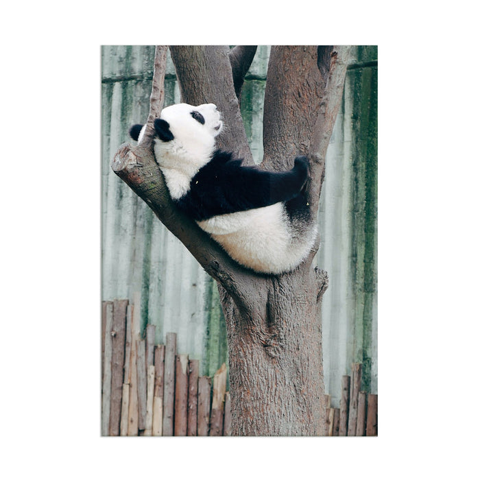 Panda - Acrylic Wall Art Poster Print