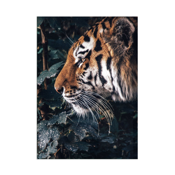 Tiger - Acrylic Wall Art Poster Print