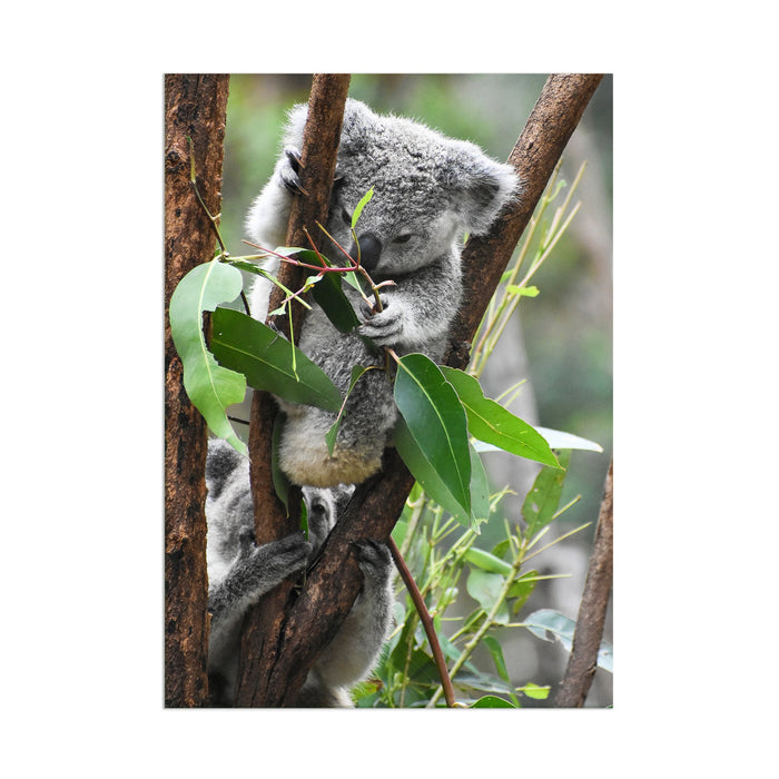 Koala - Acrylic Wall Art Poster Print