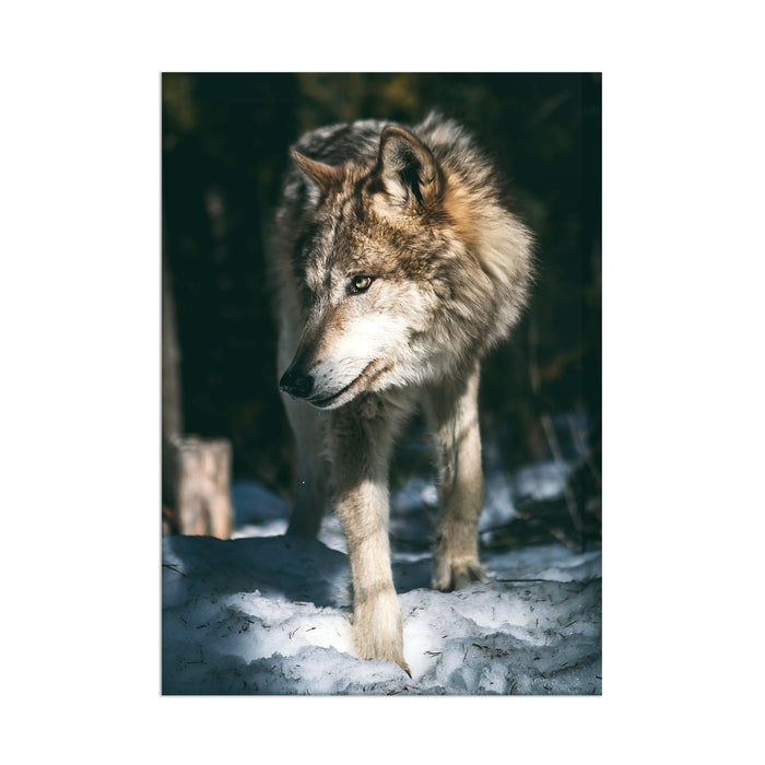 Snow Wolf - Acrylic Wall Art Poster Print
