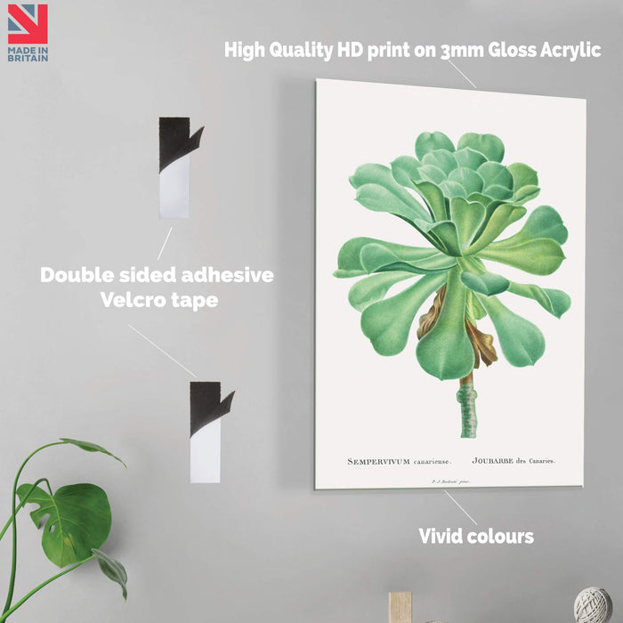 Sempervivum - Acrylic Wall Art Poster Print