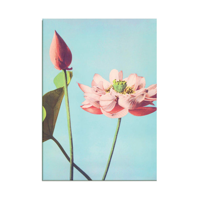 Pink Flower - Acrylic Wall Art Poster Print