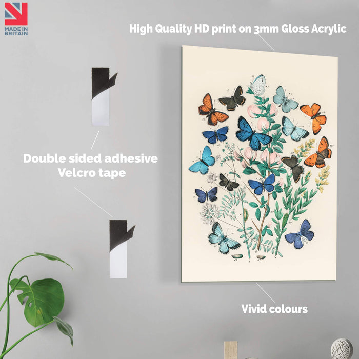 Flowers and Butterflies (vintage) - Acrylic Wall Art Print
