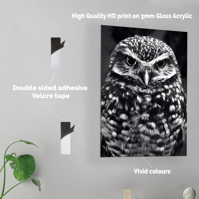 Owl BW - Acrylic Wall Art Poster Print