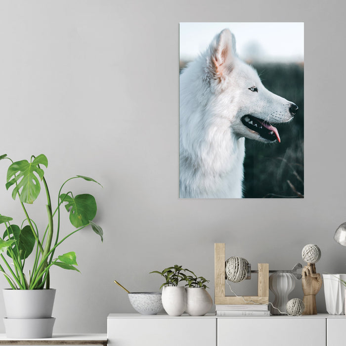 White Wolf - Acrylic Wall Art Poster Print