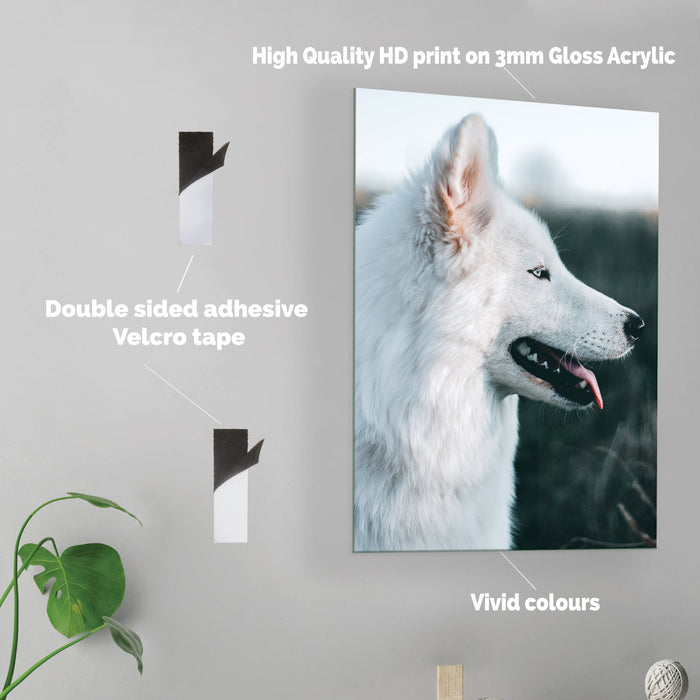 White Wolf - Acrylic Wall Art Poster Print