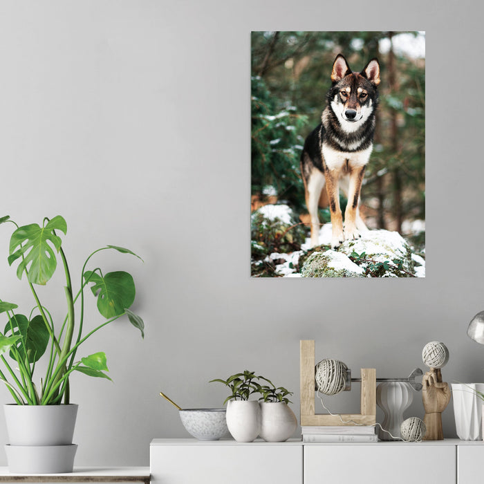 Wolf - Acrylic Wall Art Poster Print