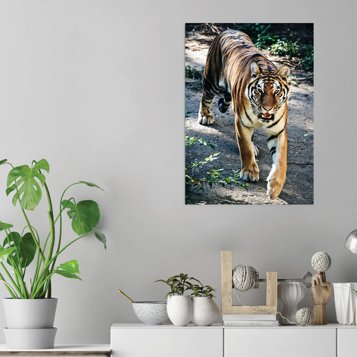 Tiger - Acrylic Wall Art Poster Print