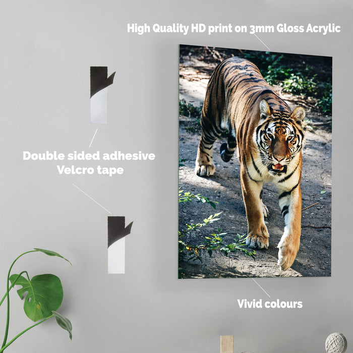 Tiger - Acrylic Wall Art Poster Print