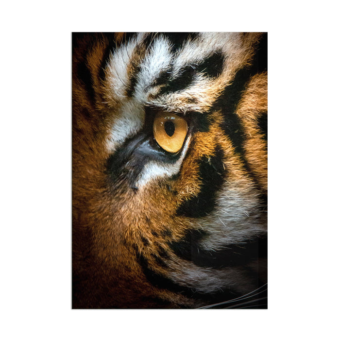 Tiger Eye - Acrylic Wall Art Poster Print