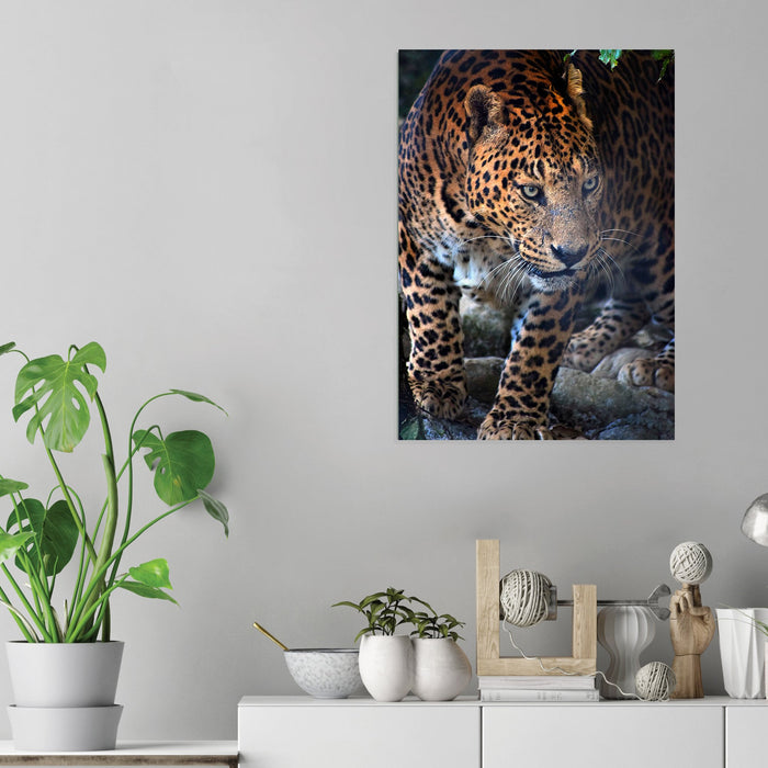 Jaguar - Acrylic Wall Art Poster Print