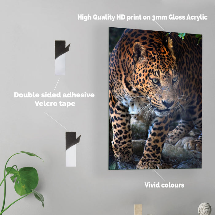 Jaguar - Acrylic Wall Art Poster Print