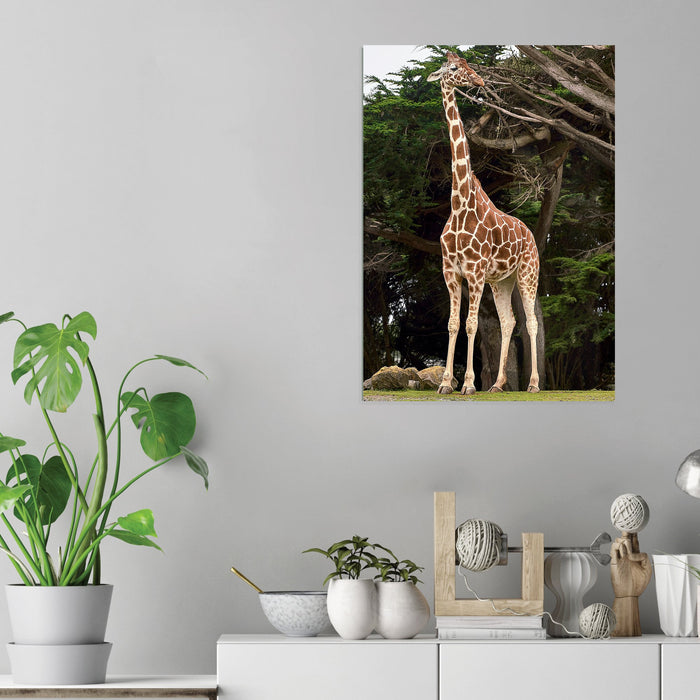 Giraffe - Acrylic Wall Art Poster Print