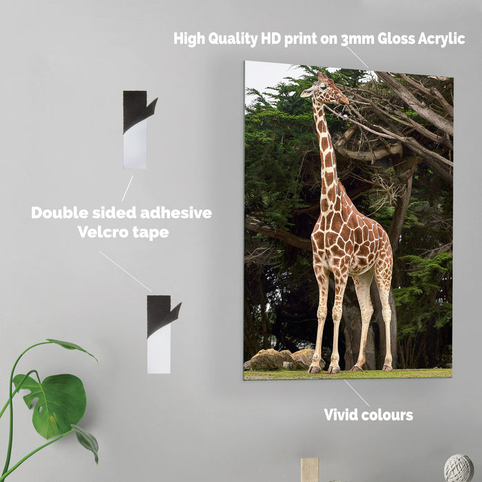 Giraffe - Acrylic Wall Art Poster Print