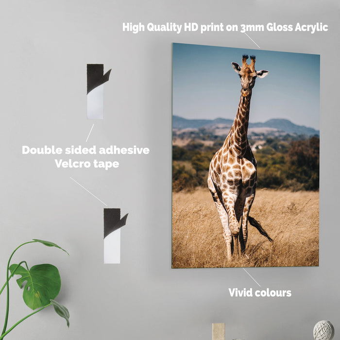 Copy of Giraffe - Acrylic Wall Art Poster Print