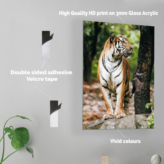 Tiger - Acrylic Wall Art Poster Print