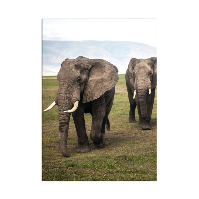 Elephants - Acrylic Wall Art Poster Print
