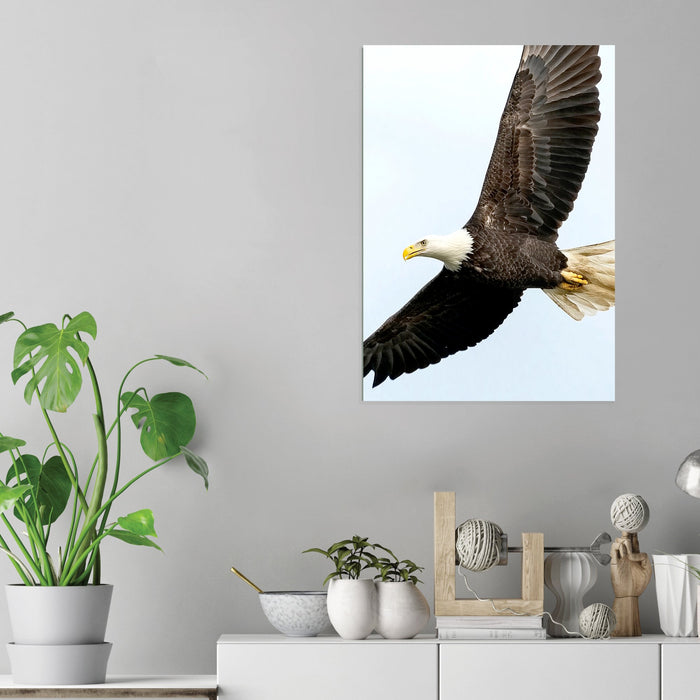 Eagle - Acrylic Wall Art Poster Print
