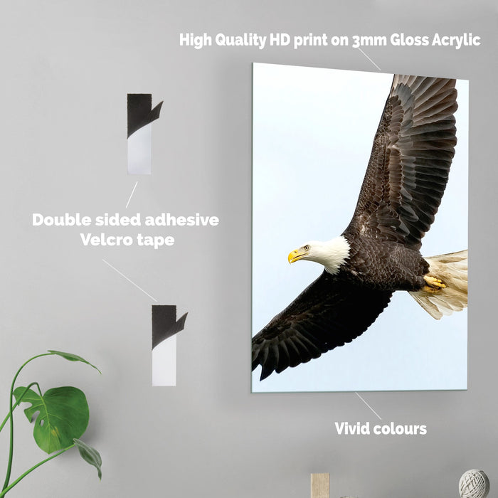Eagle - Acrylic Wall Art Poster Print