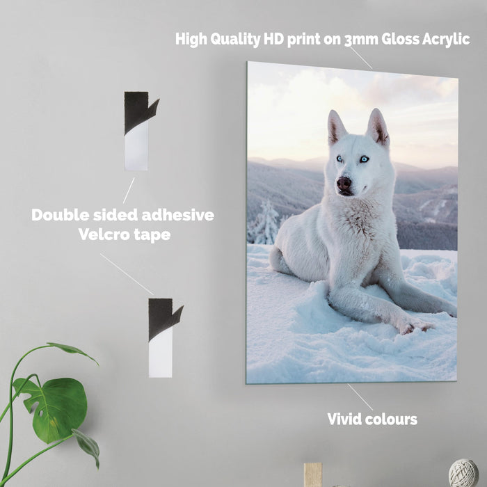 Snow Wolf - Acrylic Wall Art Poster Print