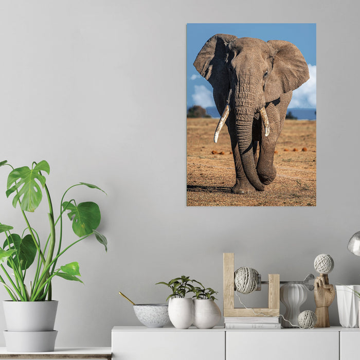 Elephant - Acrylic Wall Art Poster Print