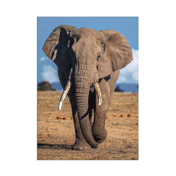 Elephant - Acrylic Wall Art Poster Print