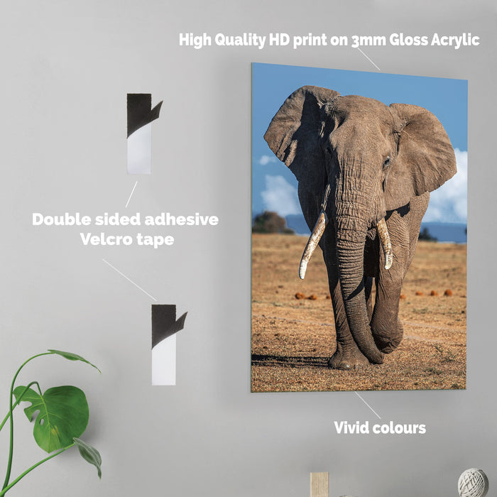Elephant - Acrylic Wall Art Poster Print