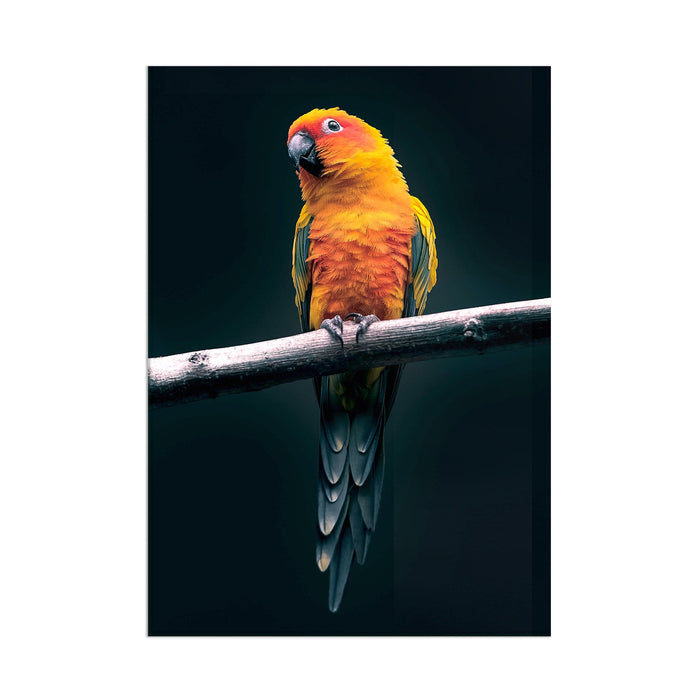 Orange Parrot - Acrylic Wall Art Poster Print