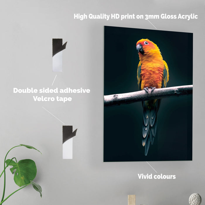 Orange Parrot - Acrylic Wall Art Poster Print