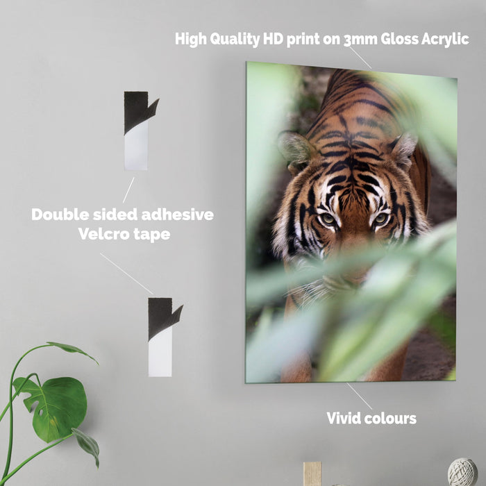 Jungle Tiger - Acrylic Wall Art Poster Print