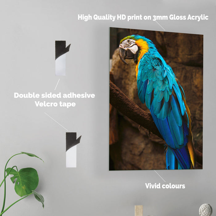 Parrot - Acrylic Wall Art Poster Print