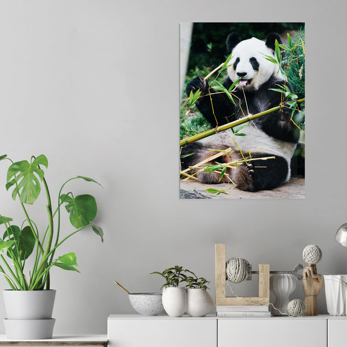 Panda - Acrylic Wall Art Poster Print