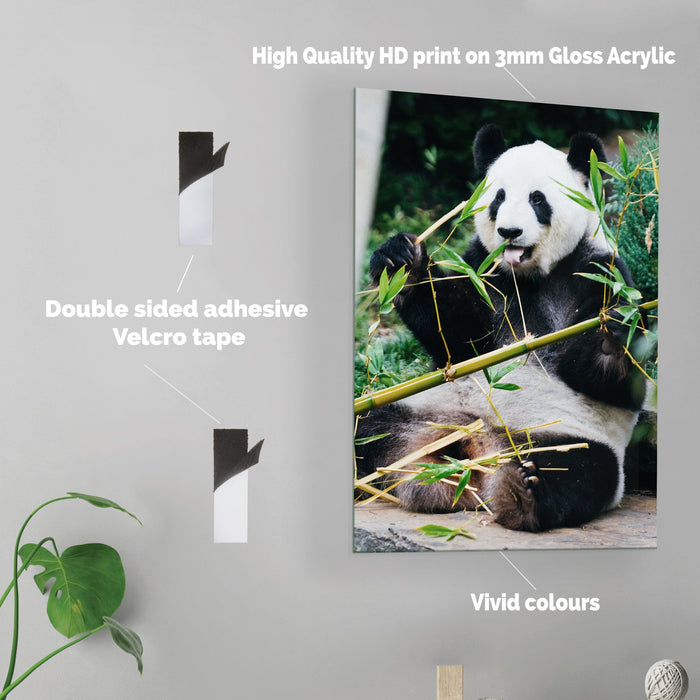 Panda - Acrylic Wall Art Poster Print