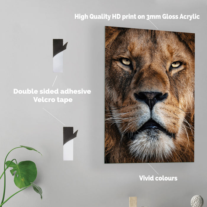 Lion - Acrylic Wall Art Poster Print