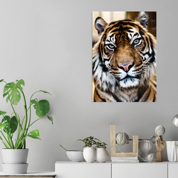 Tiger - Acrylic Wall Art Poster Print