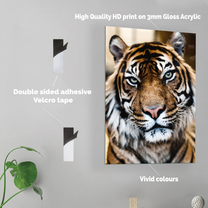 Tiger - Acrylic Wall Art Poster Print