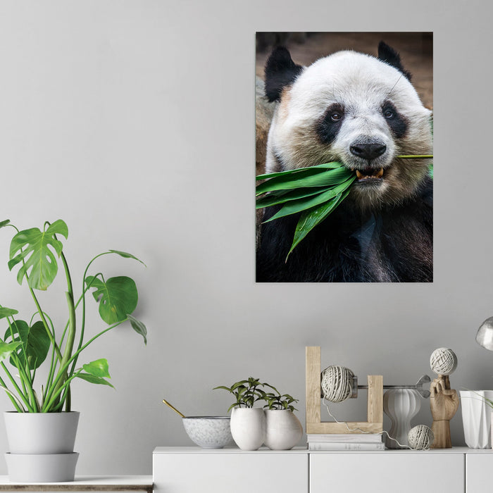 Panda - Acrylic Wall Art Poster Print