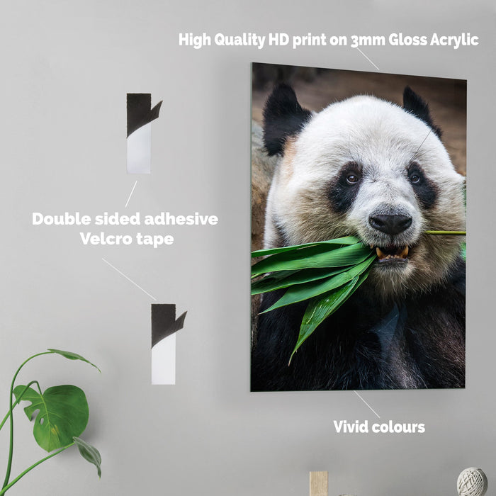 Panda - Acrylic Wall Art Poster Print