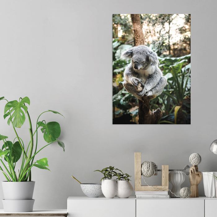 Koala - Acrylic Wall Art Poster Print