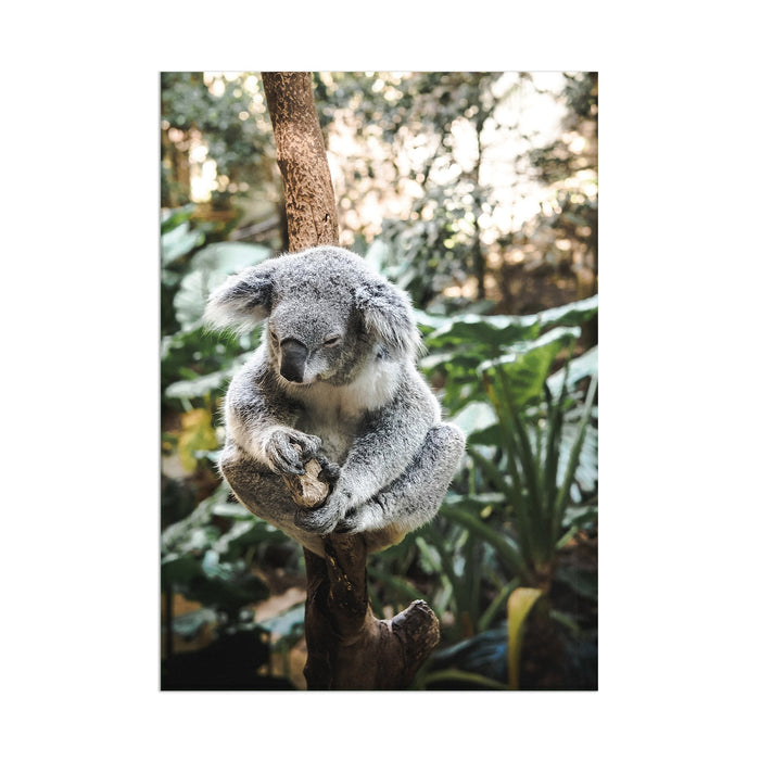 Koala - Acrylic Wall Art Poster Print
