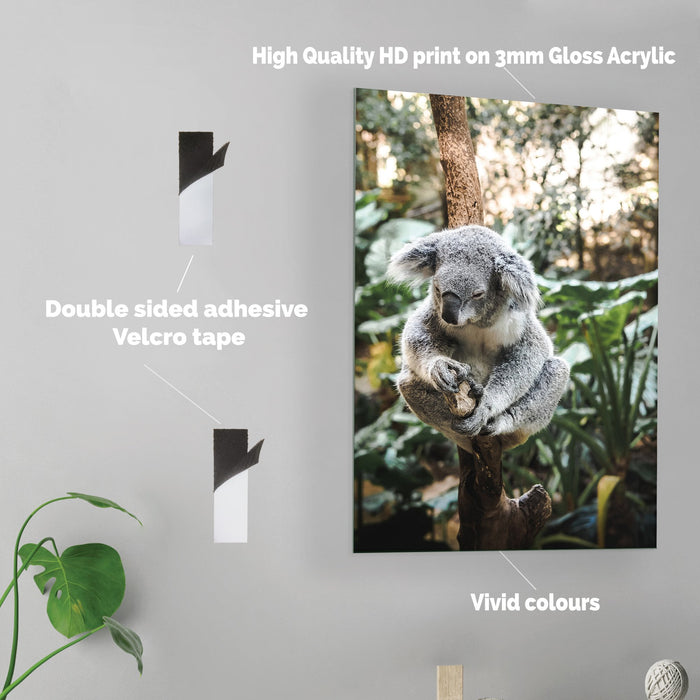 Koala - Acrylic Wall Art Poster Print