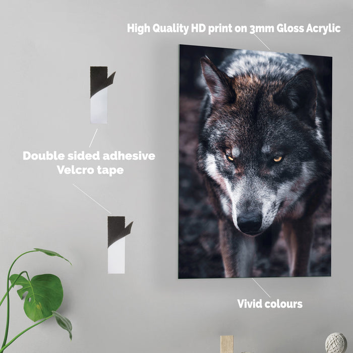 Wolf - Acrylic Wall Art Poster Print