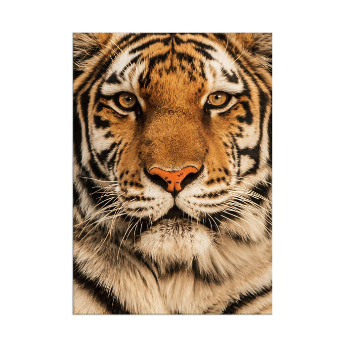 Tiger - Acrylic Wall Art Poster Print