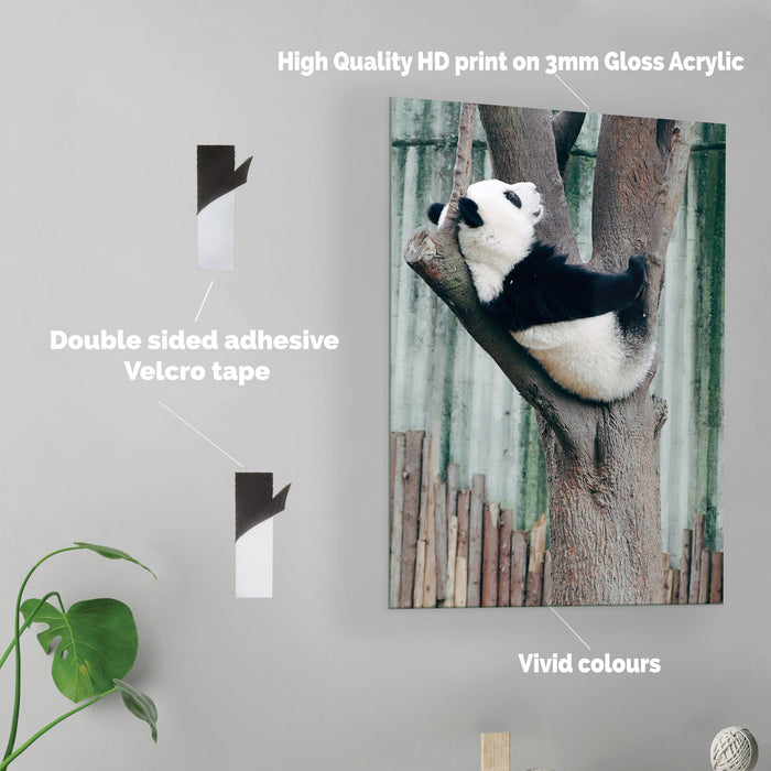 Panda - Acrylic Wall Art Poster Print