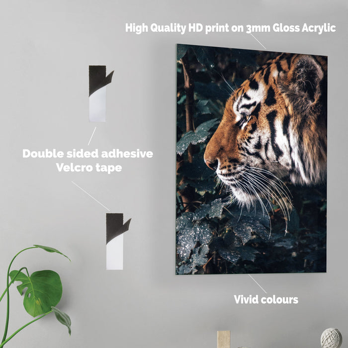 Tiger - Acrylic Wall Art Poster Print