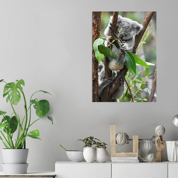 Koala - Acrylic Wall Art Poster Print